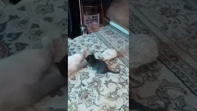 Ёжик кусает Катенька за хвост ,и причем только одного смотреть онлайн