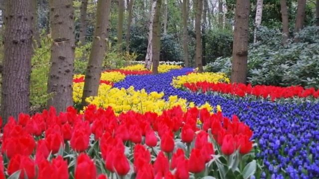 Эдди Кэлверт.  ТЮЛЬПАНЫ ИЗ АМСТЕРДАМА