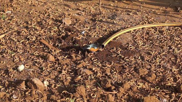 2018 08 10 КЕНИЯ КЛИП/KENYA, NAIROBI, MOMBASA, AMBOSELI смотреть онлайн