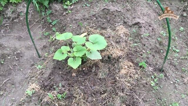 Дневник дачницы 05.06.2016 (тыква, укроп) смотреть онлайн