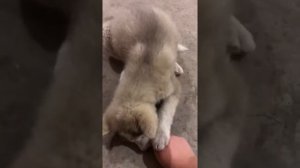 Дрессировка Щенка Маламута возраст 2 месяца