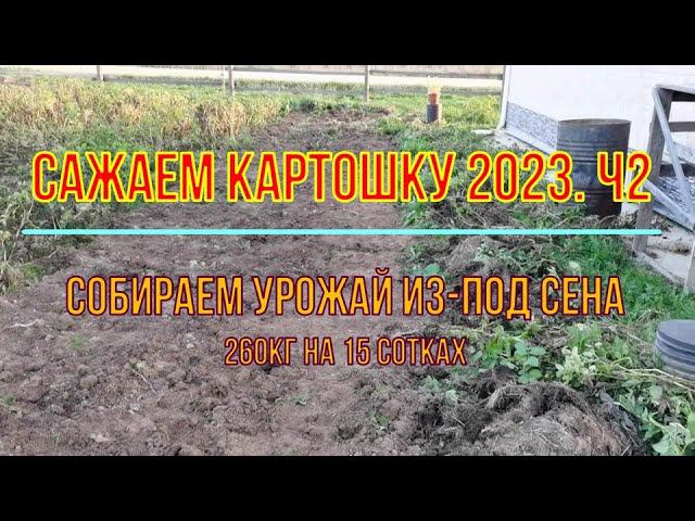 Сажаем картошку 2023г. ч2. Урожай из-под мульчи (сена) смотреть онлайн