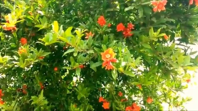 Гранатовое дерево в цвету смотреть онлайн