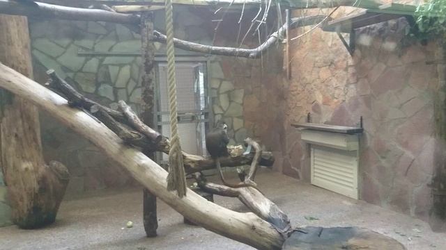 Краснохвостая мартышка. смотреть онлайн