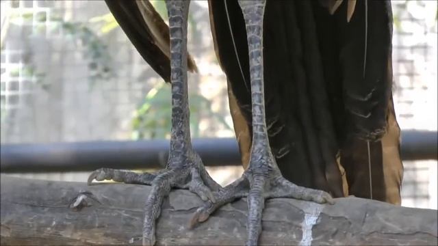 Зоопарк Чианг Май, Тайланд Chiang Mai zoo, Часть 4 смотреть онлайн