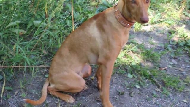 Dog Bitten By A Common European Viper (Vipera Berus), Day 1 Post Bite