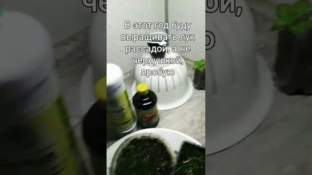 Выращиваю лук рассадным способом. Эксгибишен и штутгартен#дача #огород #цветы #лук смотреть онлайн