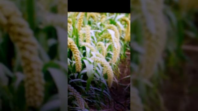 Что такое чумиза??? смотреть онлайн