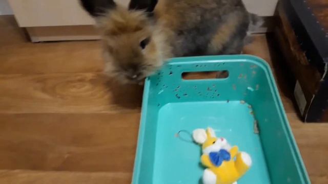 Развивающие видео.? Ленивый кролик Биби ?