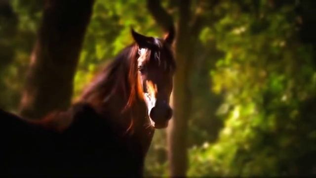 ОЧЕНЬ ГЛУБОКИЙ СТИХ❤ НИКТО МНЕ НЕ ЗВОНИТ...БЕГУТ ЖИЗНИ КОНИ... ?☎✖❓➡ ??? смотреть онлайн