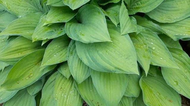 #хоста #Альбопикта / Хоста Альбопикта ( лат. hosta Albopicta). Виридесцентная ( зеленеющая ) фея. смотреть онлайн