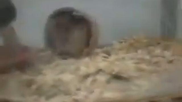 Купили улитятам кокосовый субстрат смотреть онлайн
