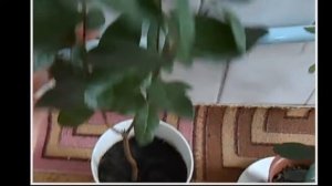 ФЕЙХОА.  Правильная и не правильная обрезка и развитие.