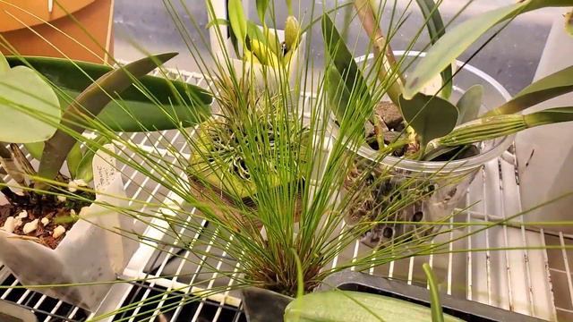 Clowesia Rebecca Northen • Orchid collection update 20 November 2022 смотреть онлайн
