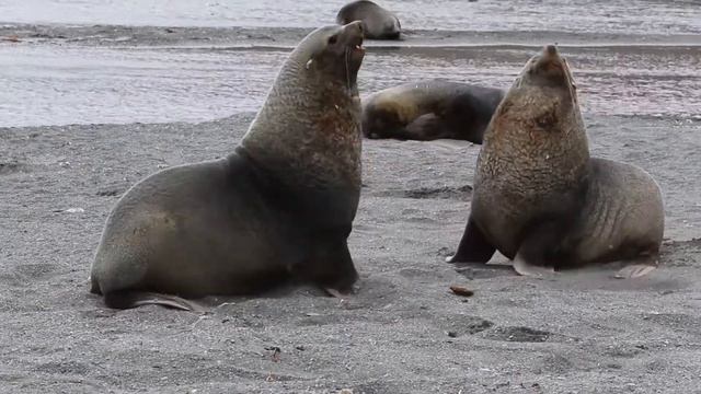 Путешествие в Антарктиду смотреть онлайн