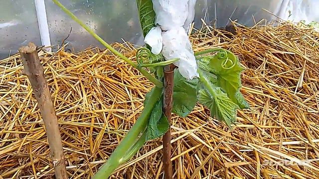 16. Тыква Гигант. Зачем я сорвал Женский цветок? 🌺 смотреть онлайн