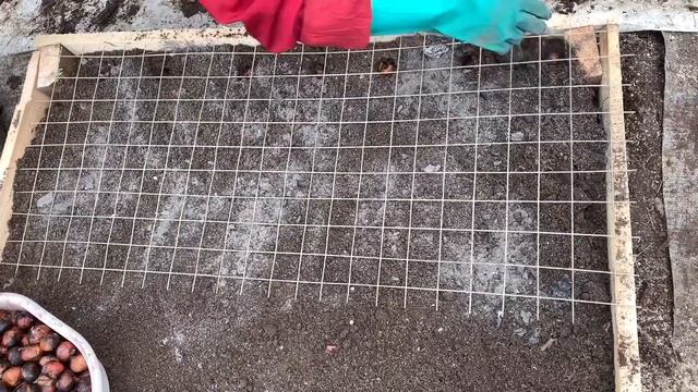 Сажаем ЛУК СЕВОК. Как подготовить лук,как сажаю,мой ЛАЙФХАК! смотреть онлайн