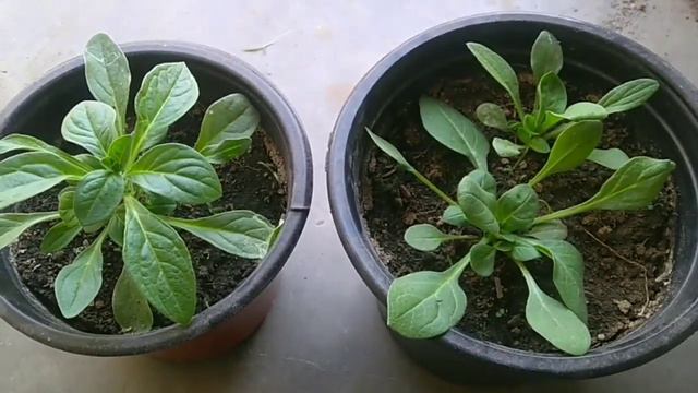 Petunia:- Seeds To Bloom| Full Updates #petunia #flowers #gardening