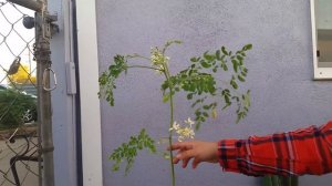 Moringa oleifera tree. Моринга масличная.(Russian)
