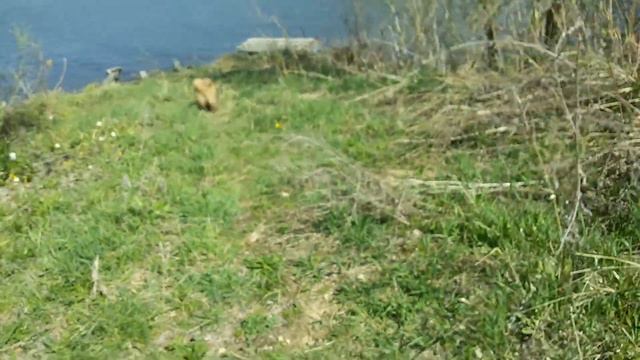 Чау-чау хочет купаться смотреть онлайн