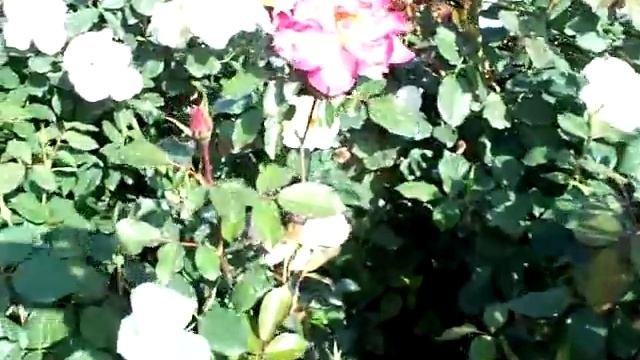 Rose Margaret Merril смотреть онлайн