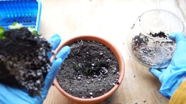 Ficus pumila tricolor wishes пересадка в новый грунт смотреть онлайн