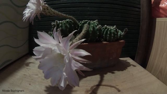 Time Lapse Fiori Cactus смотреть онлайн
