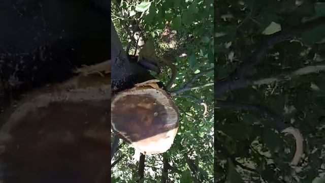 Как гниёт дерево на месте среза смотреть онлайн