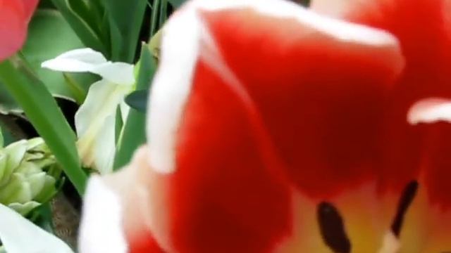 Весна идёт, весне дорогу ! смотреть онлайн