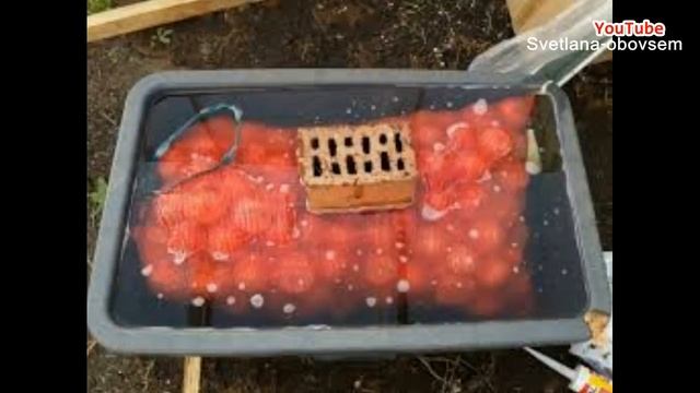 КОГДА ,КАК- ВЫКАПЫВАЕМ ГЛАДИОЛУСЫ.. ОБРАБОТКА И ХРАНЕНИЕ ЛУКОВИЦ ..ВАЖНЫЕ МОМЕНТЫ ..ЭТО НАДО ЗНАТЬ! смотреть онлайн