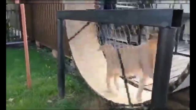 Шлёпа пересмотрел аниме смотреть онлайн