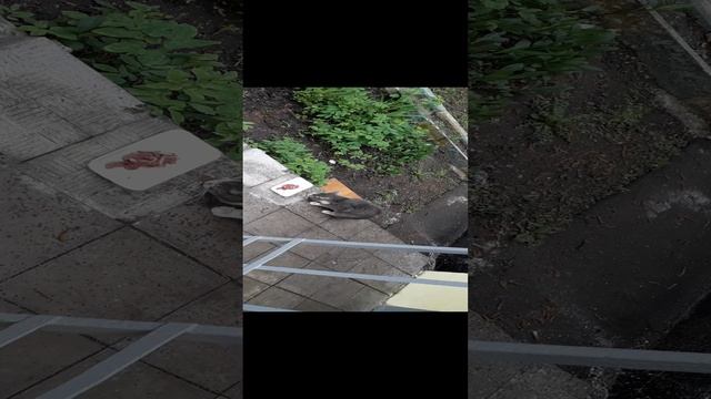Покормить кота! смотреть онлайн