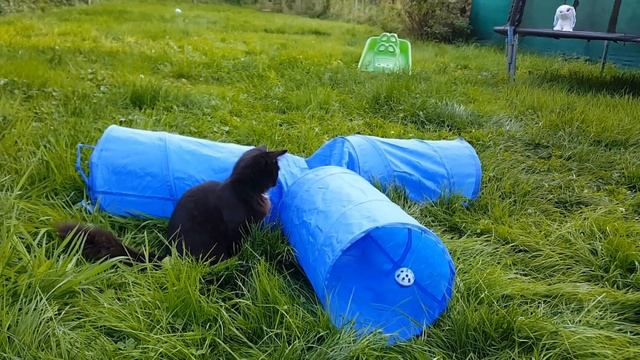 Котенок играет в туннеле и прячется в пакете) Еще больше котиков! Новый раздел на ютюбе 