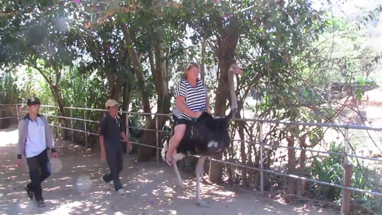 Fat Lady On Ostrich