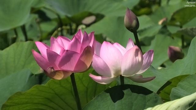 Лотосы в Белгородской области (2022) || Lotuses