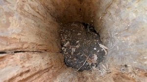 делаю ДУБОВЫЙ БОЧОНОК из трухлявого пня. Часть 1.