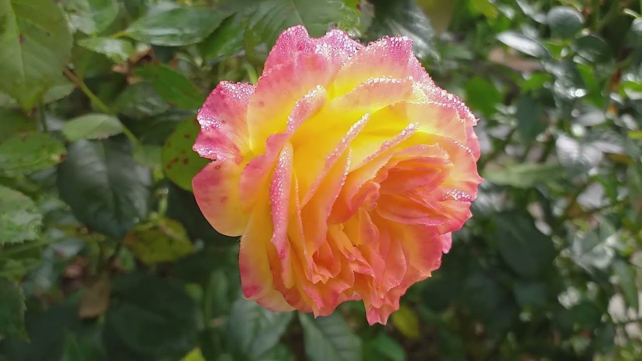 Розы. Посадка, подкормка. Саженцы. Плитняк. Ответы на вопросы. Обзор 12.09.23 смотреть онлайн