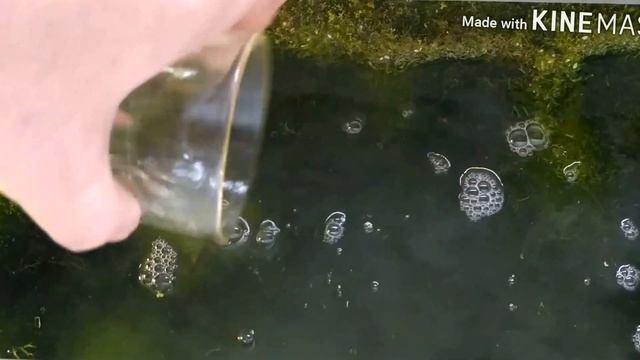 Планарии(белые плоские черви)в аквариуме как их уничтожить / Planaria (white Flatworms) In The Aqua