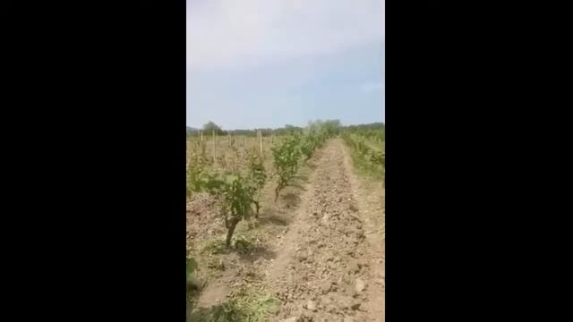 Проблема филлоксеры решена: апробация результатов исследований ДСОСВиО смотреть онлайн