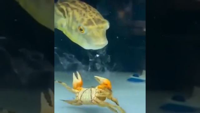 РЫБА ЕСТ ЛАПЫ КРАБА . смотреть онлайн