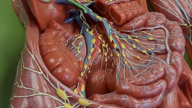 The Lymph nodes' смотреть онлайн