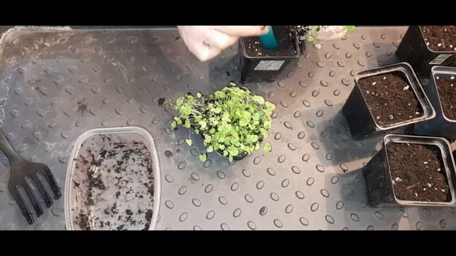 Пикировка колокольчика карпатского. смотреть онлайн