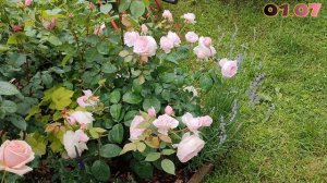 Роза Оливия. Английские розы в Подмосковье