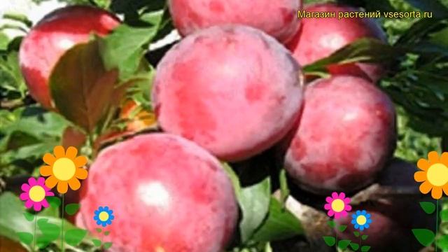 Алыча Красномясая. Краткий обзор, описание характеристик prunus cerasifera Krasnomyasaya смотреть онлайн