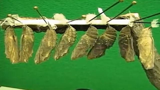 Развитие бабочки из куколки смотреть онлайн