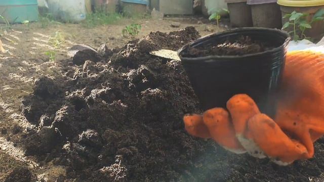 Paano magpatubo ng buto ng Calamansi? смотреть онлайн