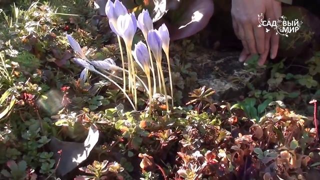 Крокусы осенью. Сайт "Садовый мир" смотреть онлайн