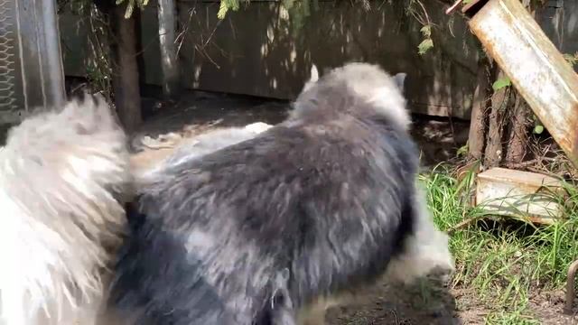 Девочка хаски целует овчарку ВЕО . Собачья дружба и любовь ? смотреть онлайн