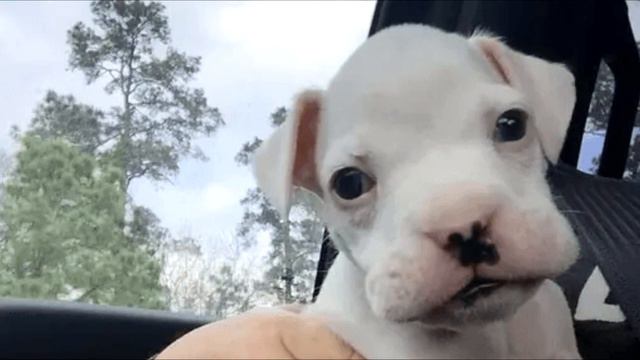 Ветеринар хотел усыпить щенка, родившегося без передних лап. Но хозяин отказался смотреть онлайн