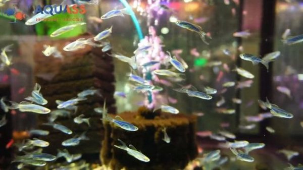 ?Aquass - Данио глофиш синий (Danio glofish blue)